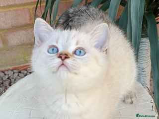 British Shorthair cats - Advert 22