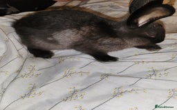 Rex rabbits for sale: Beautiful Rex and Mini lop cross breed 🐰 bunny's  - Image 9