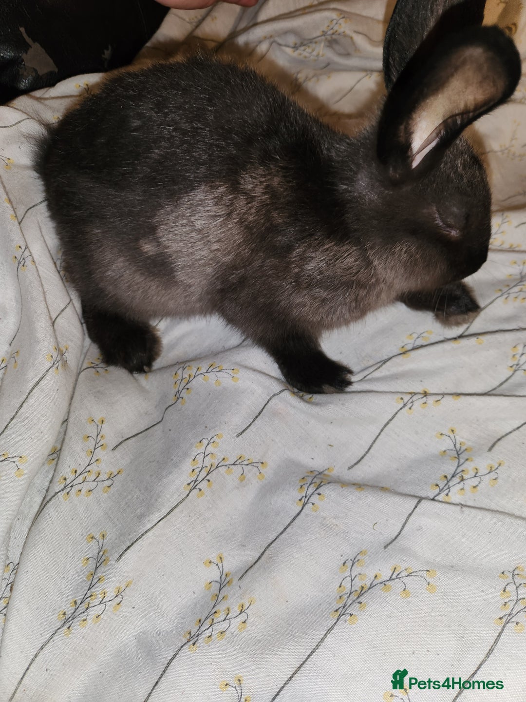 Rex rabbits for sale: Beautiful Rex and Mini lop cross breed 🐰 bunny's  - Image 9