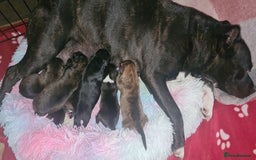 Staffordshire Bull Terrier dogs for sale: READY 7TH NOVEMBER ⭐️ 🐶 2 left ⭐️ staff pups  - Image 8