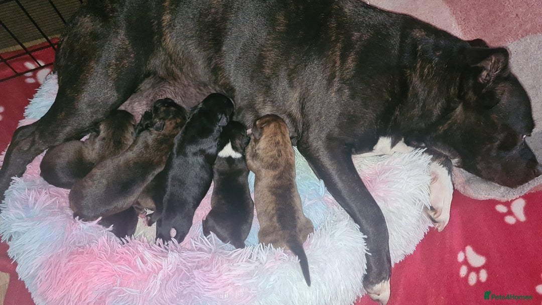 Staffordshire Bull Terrier dogs for sale: READY 7TH NOVEMBER ⭐️ 🐶 2 left ⭐️ staff pups  - Image 8