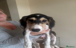 Saluki dogs for sale: KC registered Saluki puppies - Image 2