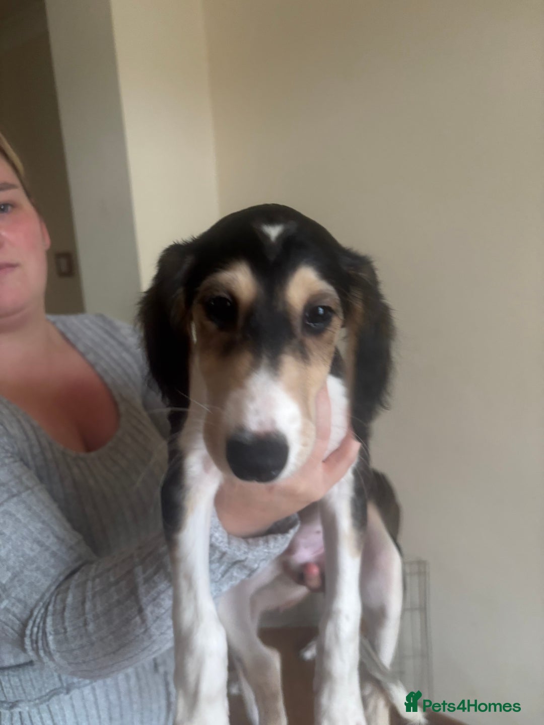 Saluki dogs for sale: KC registered Saluki puppies - Image 2