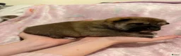 Japanese Shiba Inu dogs for sale: Japanese Shiba Inu Puppies  in Chester - Advert 8