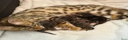 Bengal cats for sale: Beautiful bengals - Advert 1