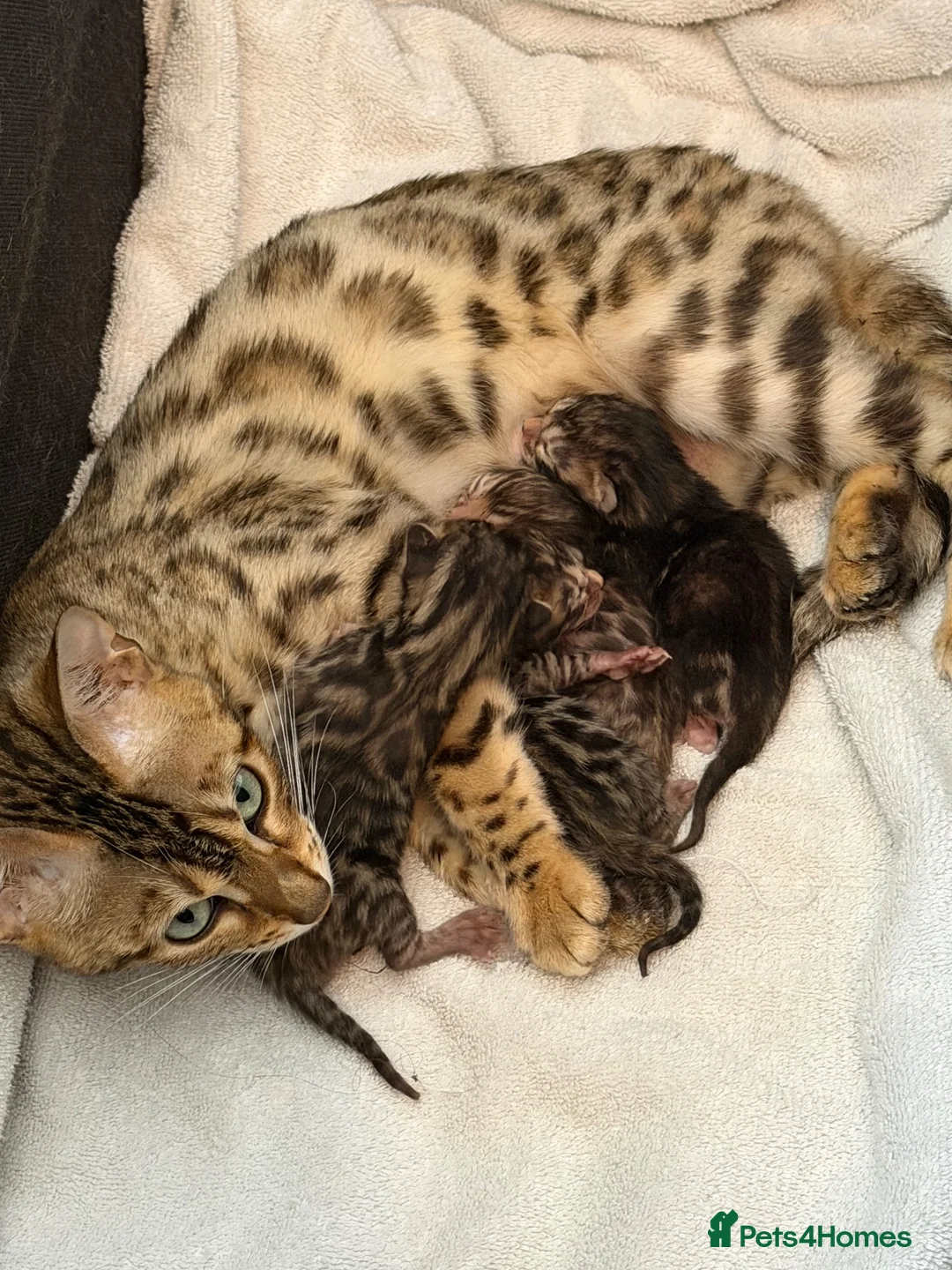 Bengal cats for sale: Beautiful bengals - Advert 1