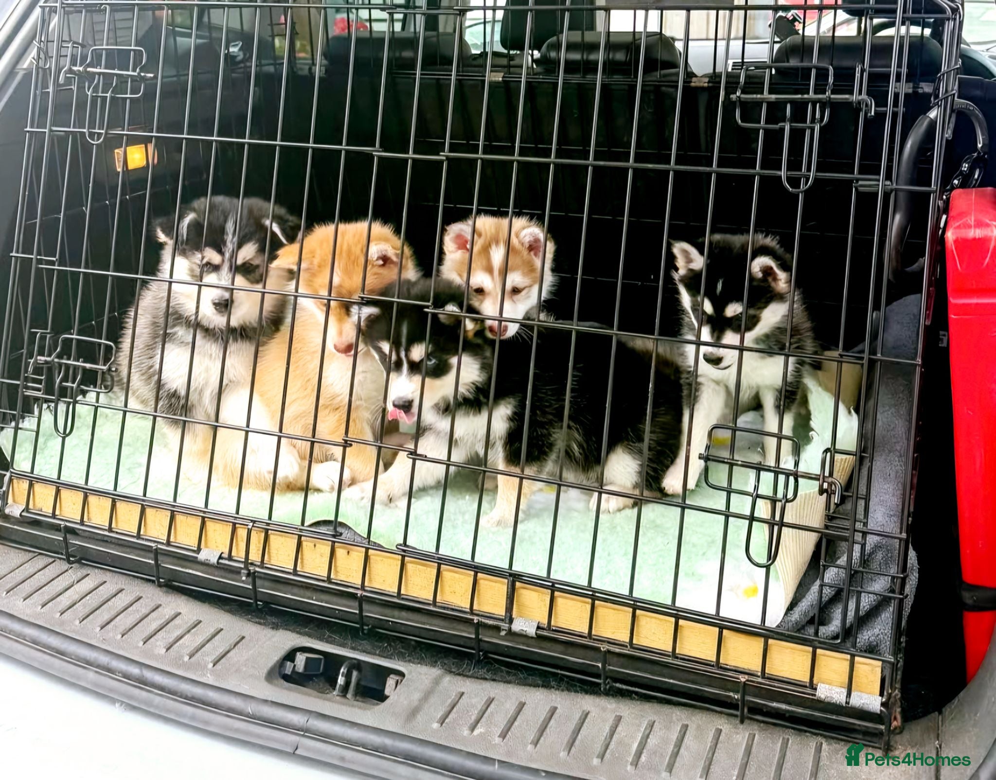 Pomsky dogs STUNNING POMSKY PUPPIES  - Advert 1