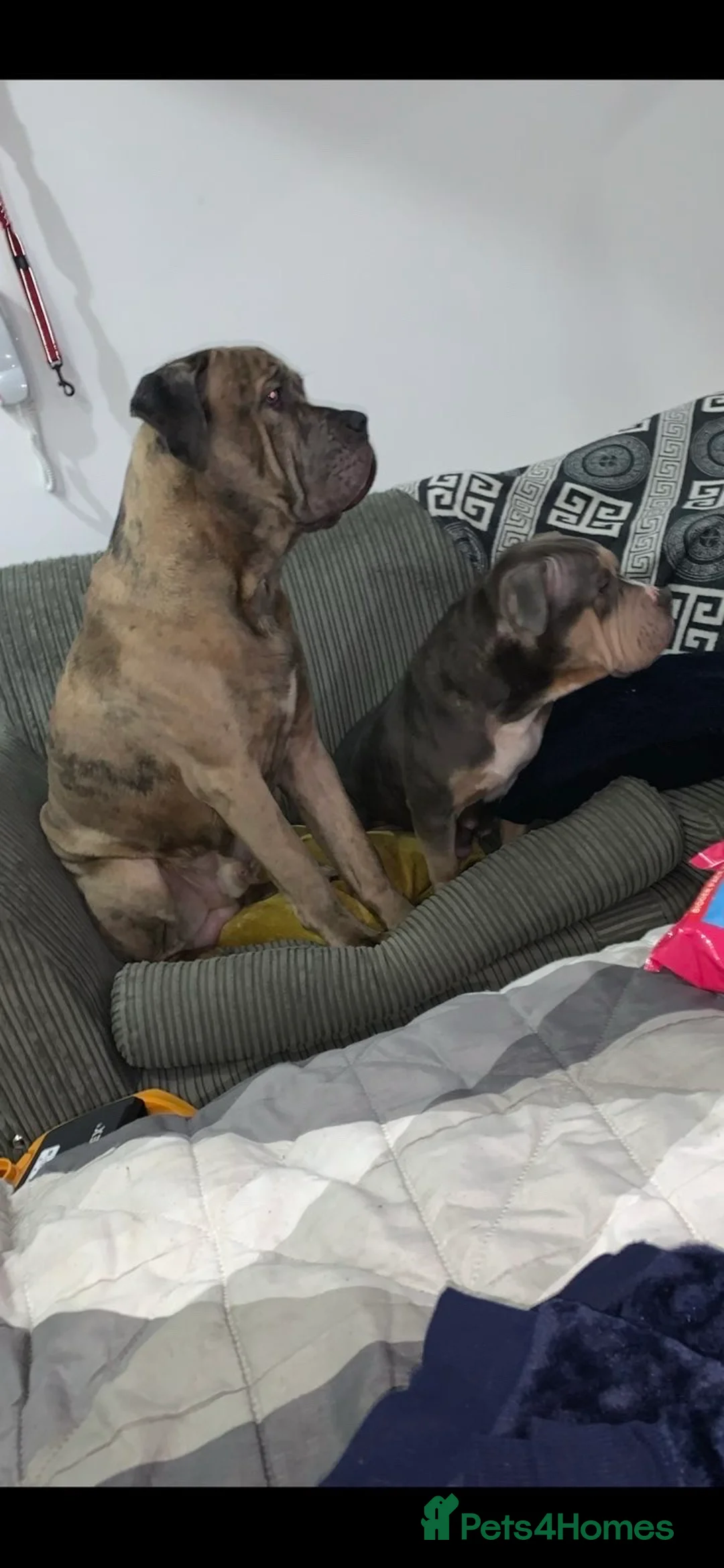 Mixed Breed dogs for sale: pocket bully x cane corso  in Coulsdon - Advert 2