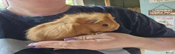 Guinea Pig rodents for sale: Baby female guinea pigs  - Advert 1
