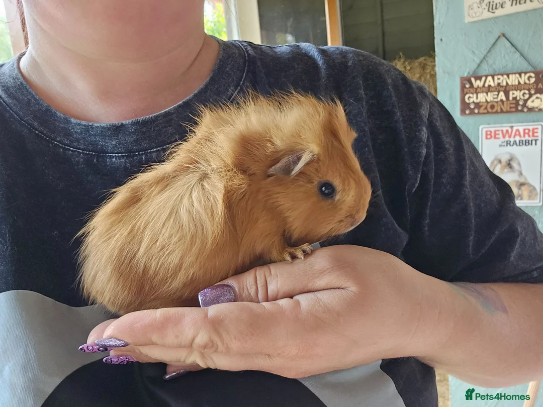 Guinea Pig rodents for sale: Baby female guinea pigs  - Advert 1