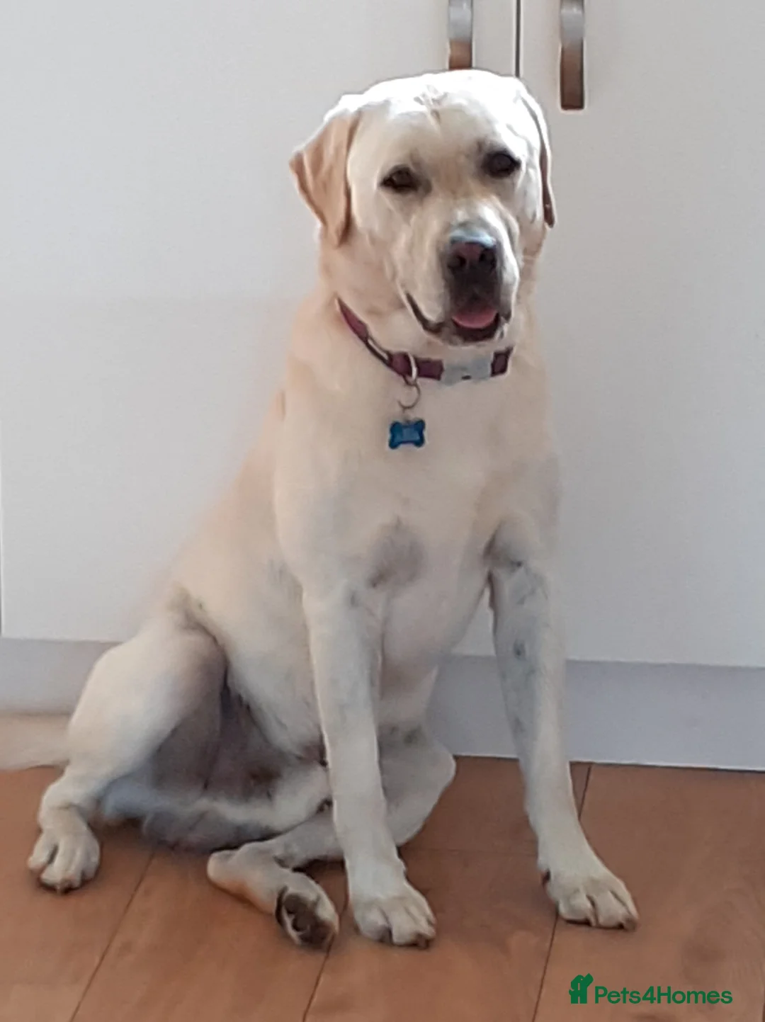 Labrador Retriever dogs for stud: "DUKE", our magnificent and well proven stud dog. in West Bromwich - Advert 2