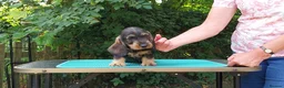 Dachshund dogs for sale: Standard Wirehaired Dachshund - Advert 15