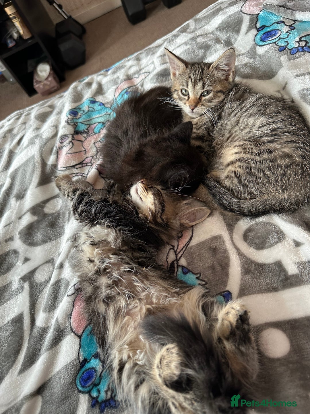 Mixed Breed cats for sale: Kittens for sale ready to go now   - Image 4