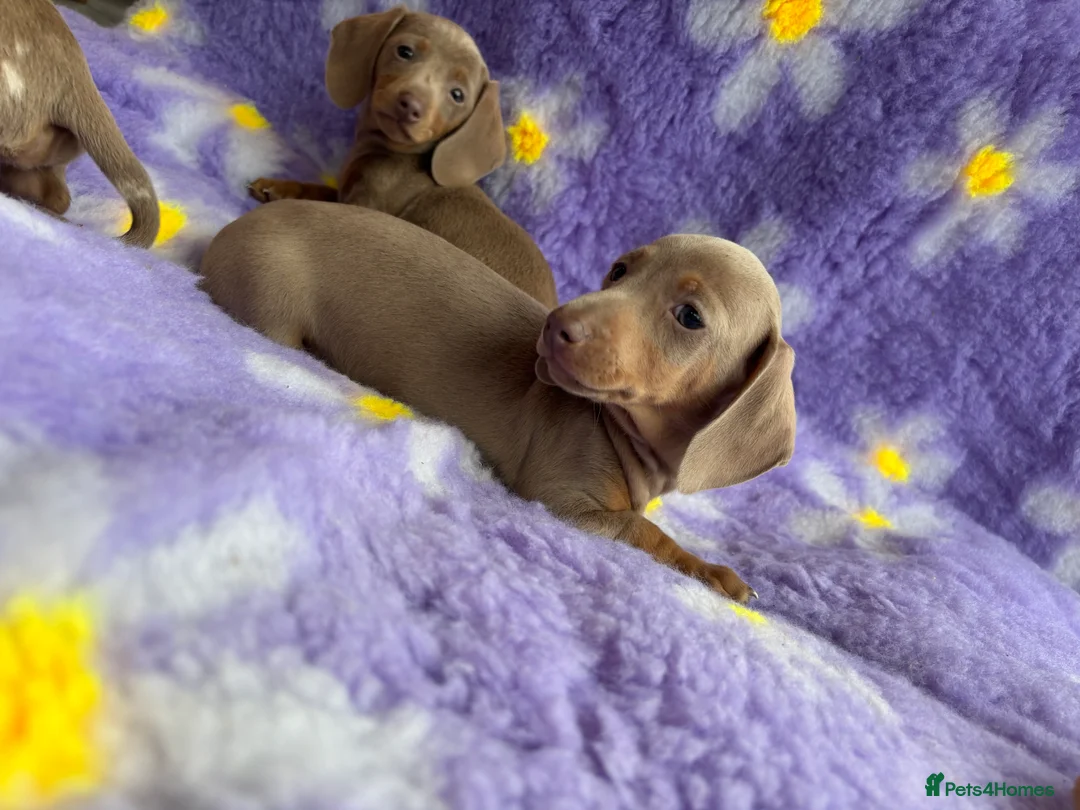 Miniature Dachshund dogs for sale: Miniature Dachsund puppies  - Advert 5