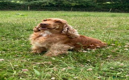 Cocker Spaniel dogs for sale: Full show line health tested cocker spaniel puppy - Image 10