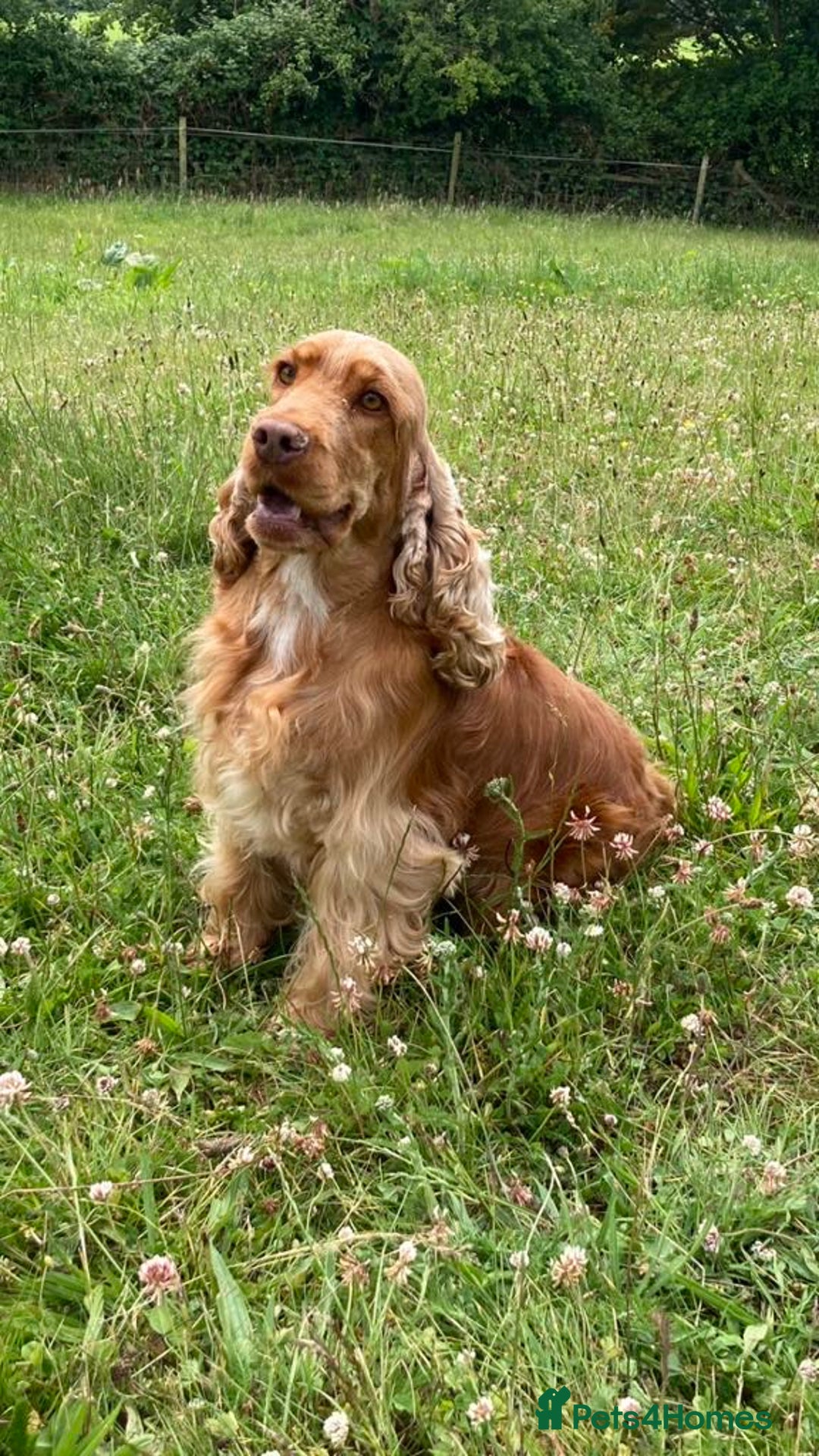 Cocker Spaniel dogs for sale: Full show line health tested cocker spaniel puppy - Image 10