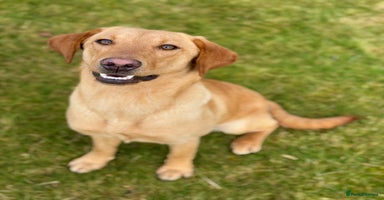 Labrador Retriever dogs - Advert 13