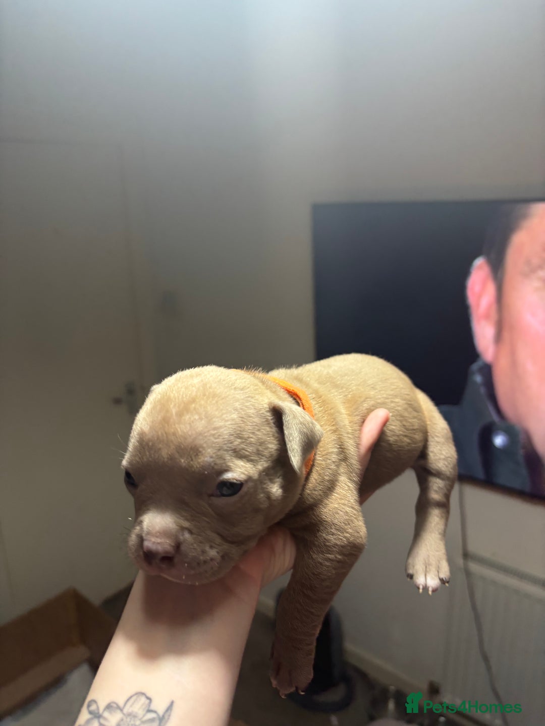 American Bully dogs for sale: Pocket Bully Puppies - Advert 8