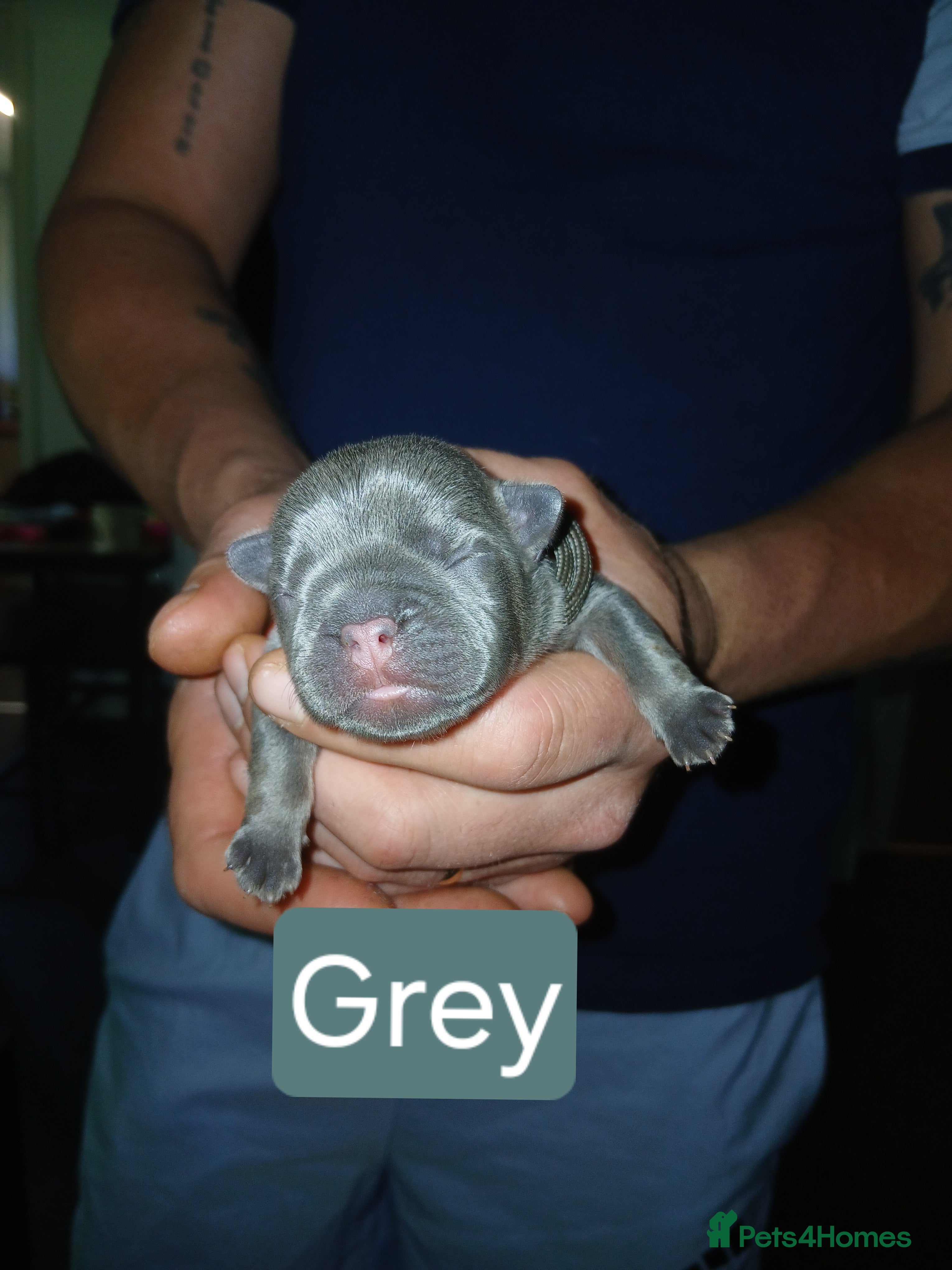 French Bulldog Puppy grey