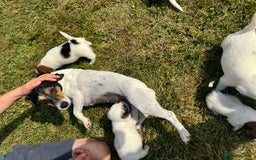 Jack Russell dogs for sale: Pedigree Jack Russell Puppies  - Image 15