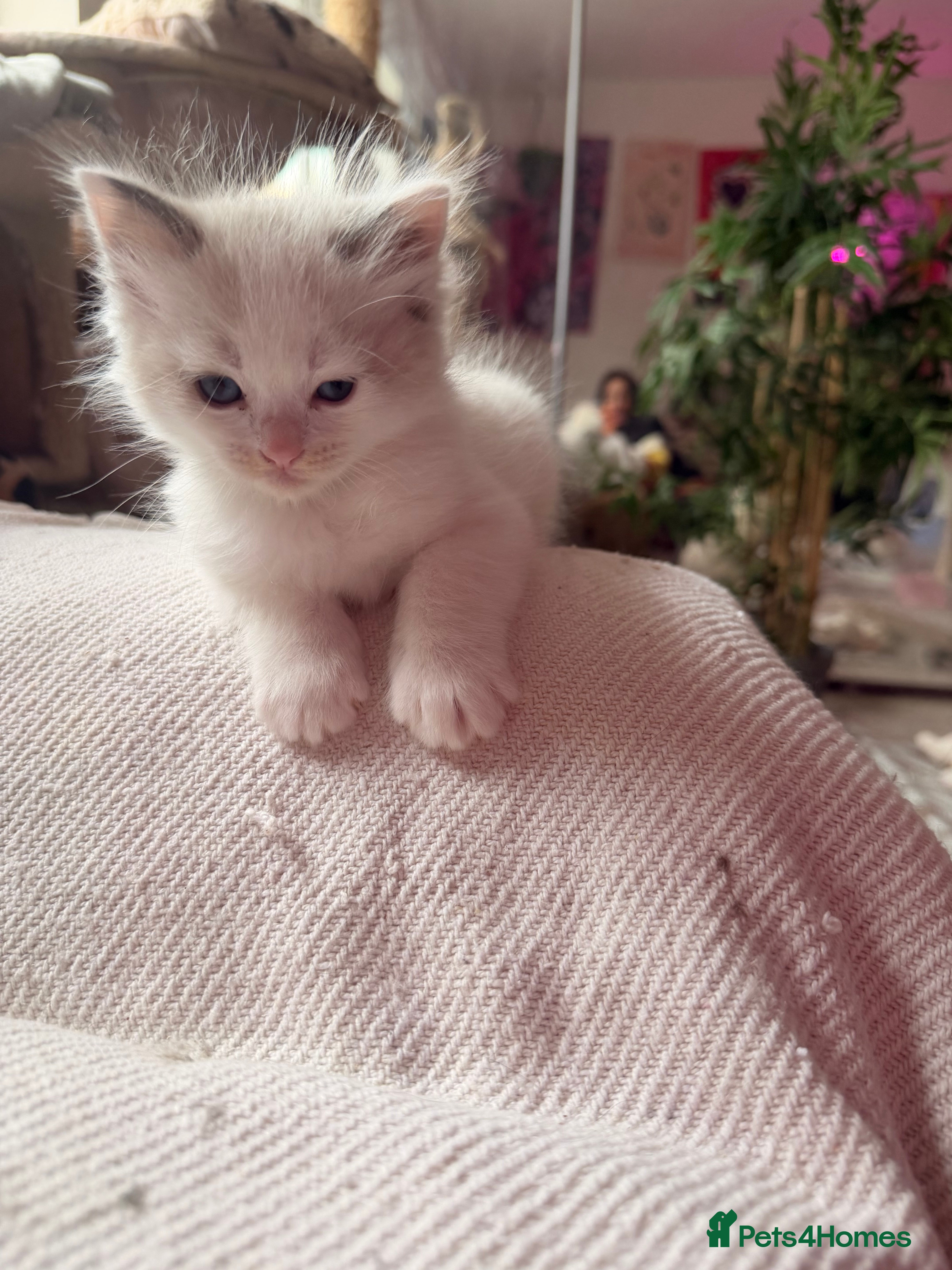 Ragdoll cats Beautiful Dolls 💙🐱 - Advert 2
