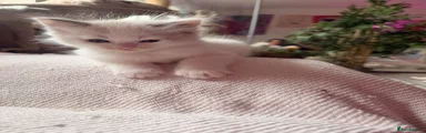 Ragdoll 1