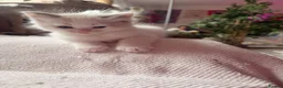 Ragdoll cats for sale: Beautiful Dolls 💙🐱 - Advert 11