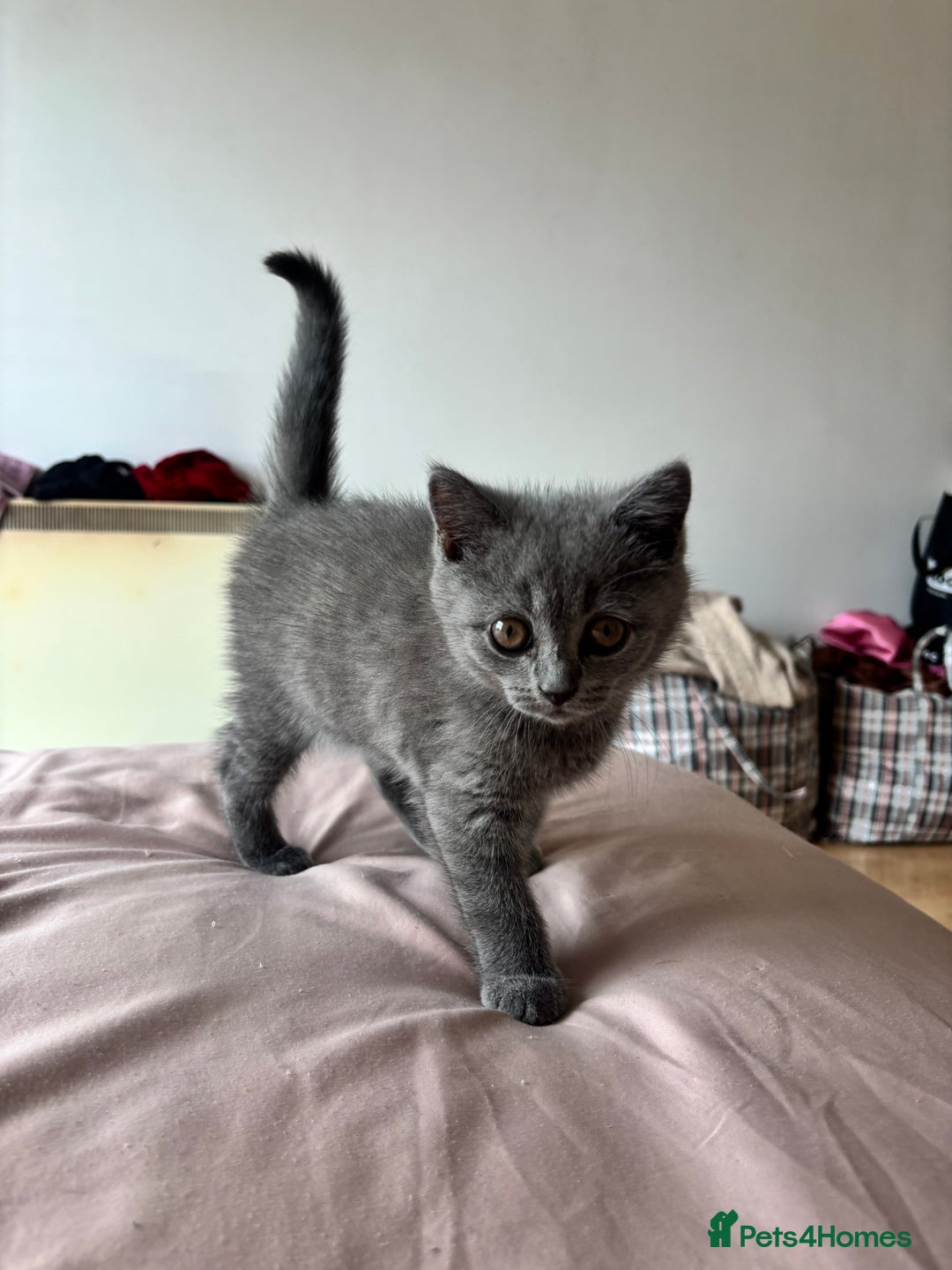 Scottish Fold cats for sale: Grey Scottish Fold  - Image 2