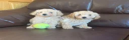 Poochon dogs for sale: Outstanding Poochon puppies  - Advert 14