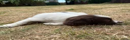 English Springer Spaniel dogs for sale: Springer Spaniels - Advert 4