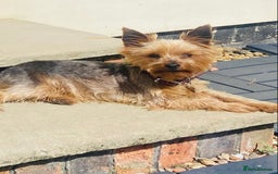 Yorkshire Terrier dogs for sale: Lovely Yorkshire Terrier Girl - Image 4