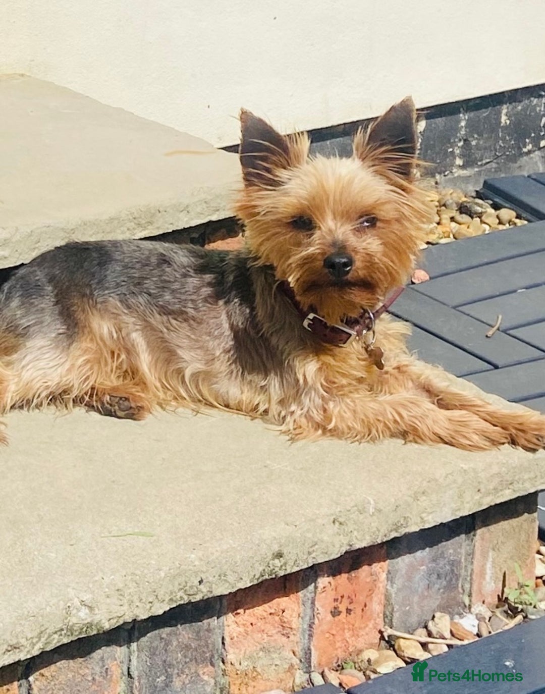 Yorkshire Terrier dogs for sale: Lovely Yorkshire Terrier Girl - Image 4