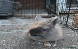 Netherland Dwarf rabbits for sale: Gentle Rabbit - Image 3