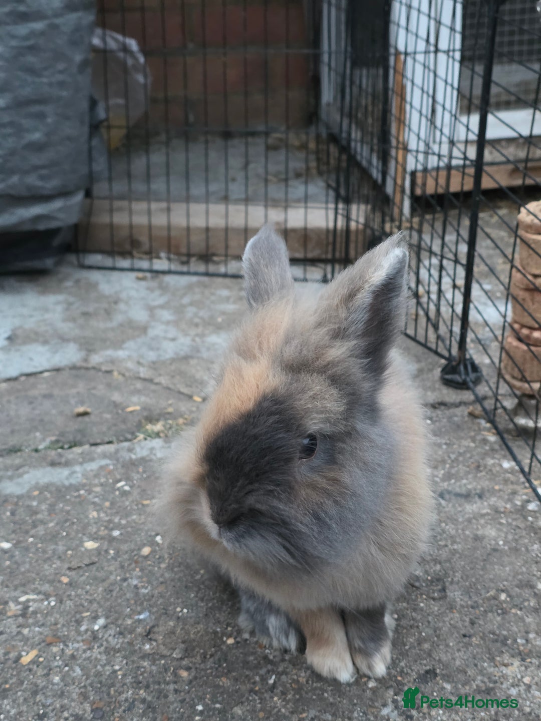 Netherland Dwarf rabbits for sale: Gentle Rabbit - Image 3