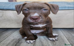 Mixed Breed dogs for sale: Bully Mix pups ‼️Reduced‼️ in Dagenham - Image 20