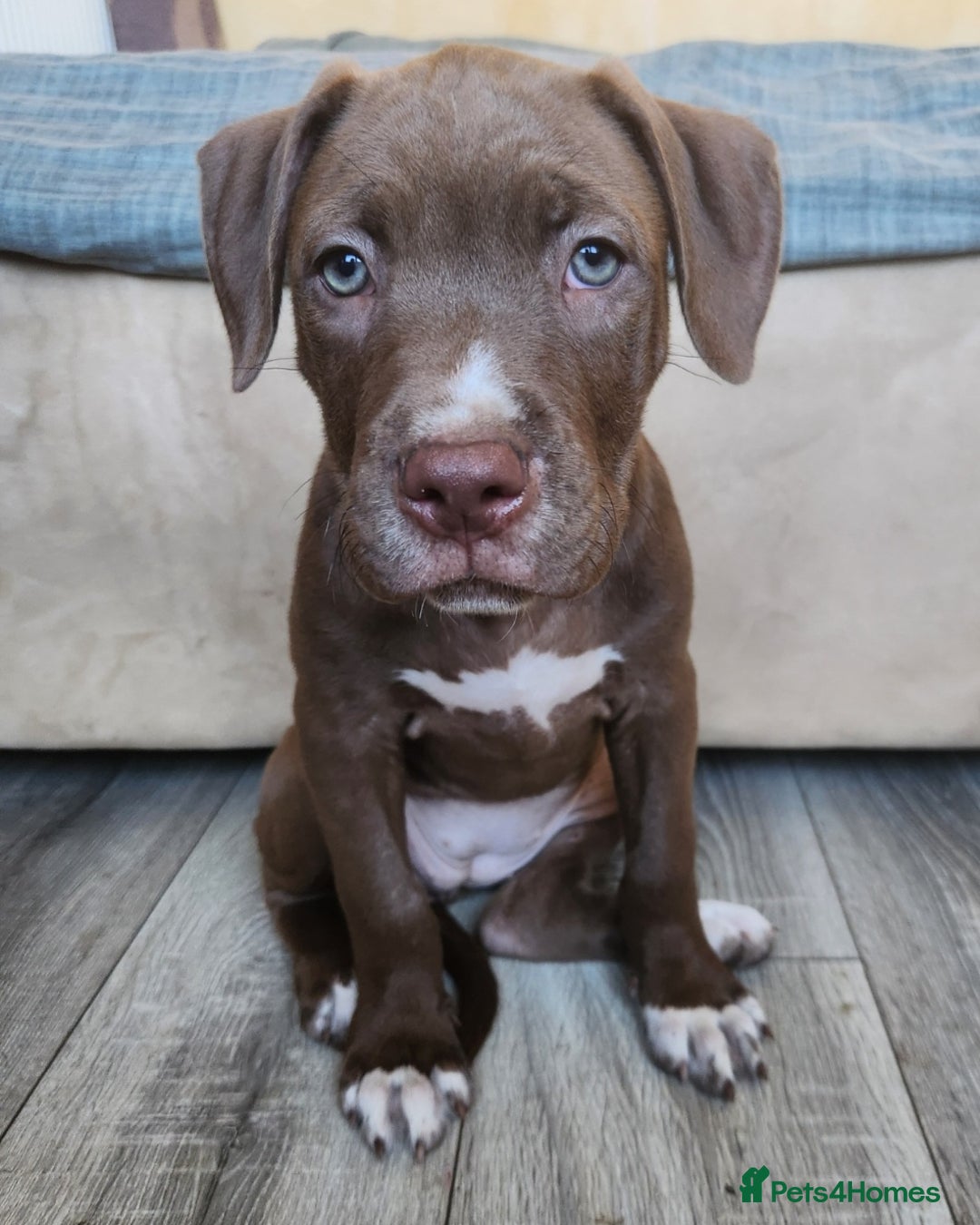 Mixed Breed dogs for sale: Bully Mix pups ‼️Reduced‼️ in Dagenham - Image 20