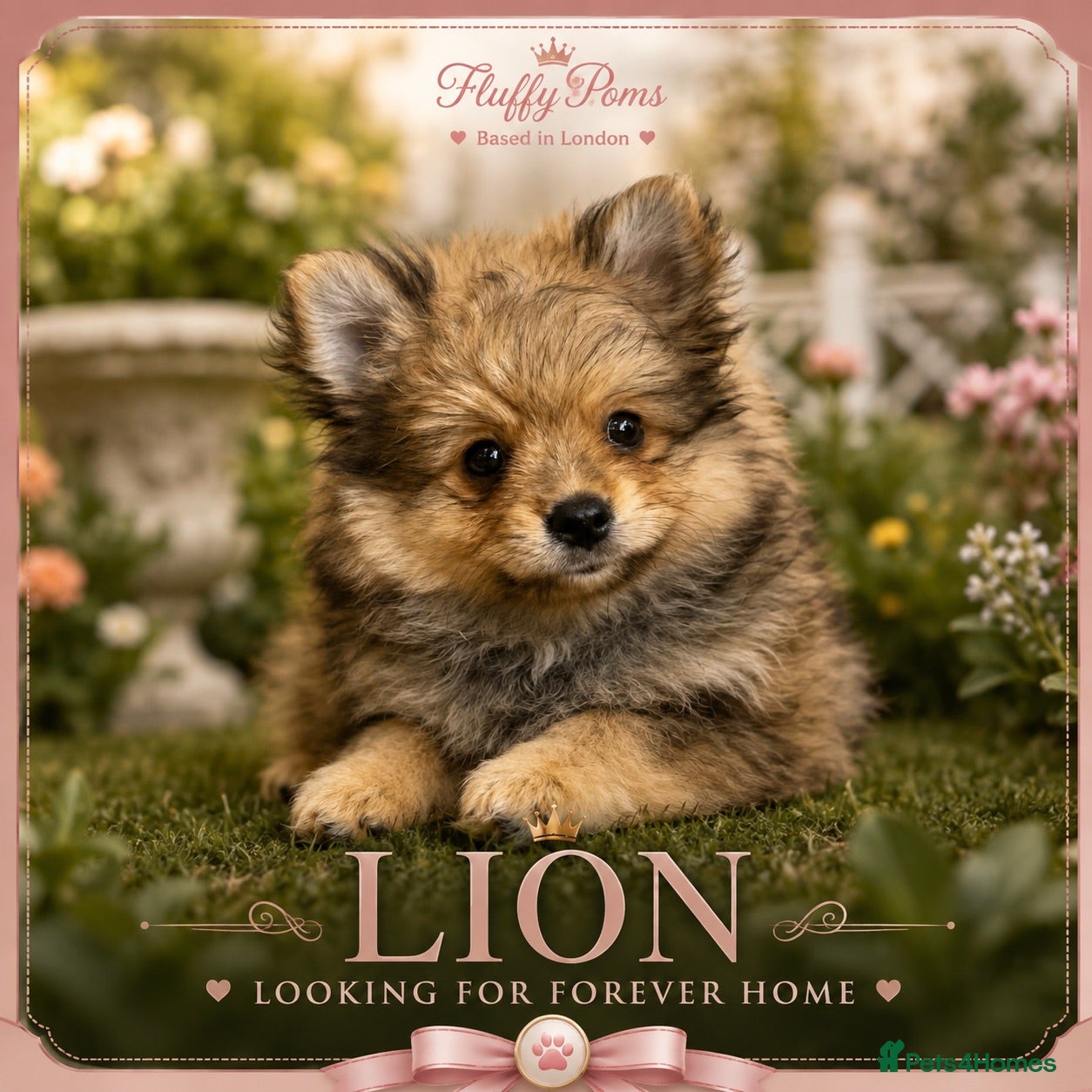 Pomeranian dogs Lion 🦁 Pomeranian Puppy  - Advert 4