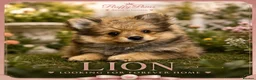 Pomeranian dogs for sale: Lion 🦁 Pomeranian Puppy  - Advert 1