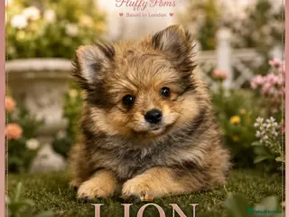 Pomeranian dogs Lion 🦁 Pomeranian Puppy - Advert 6