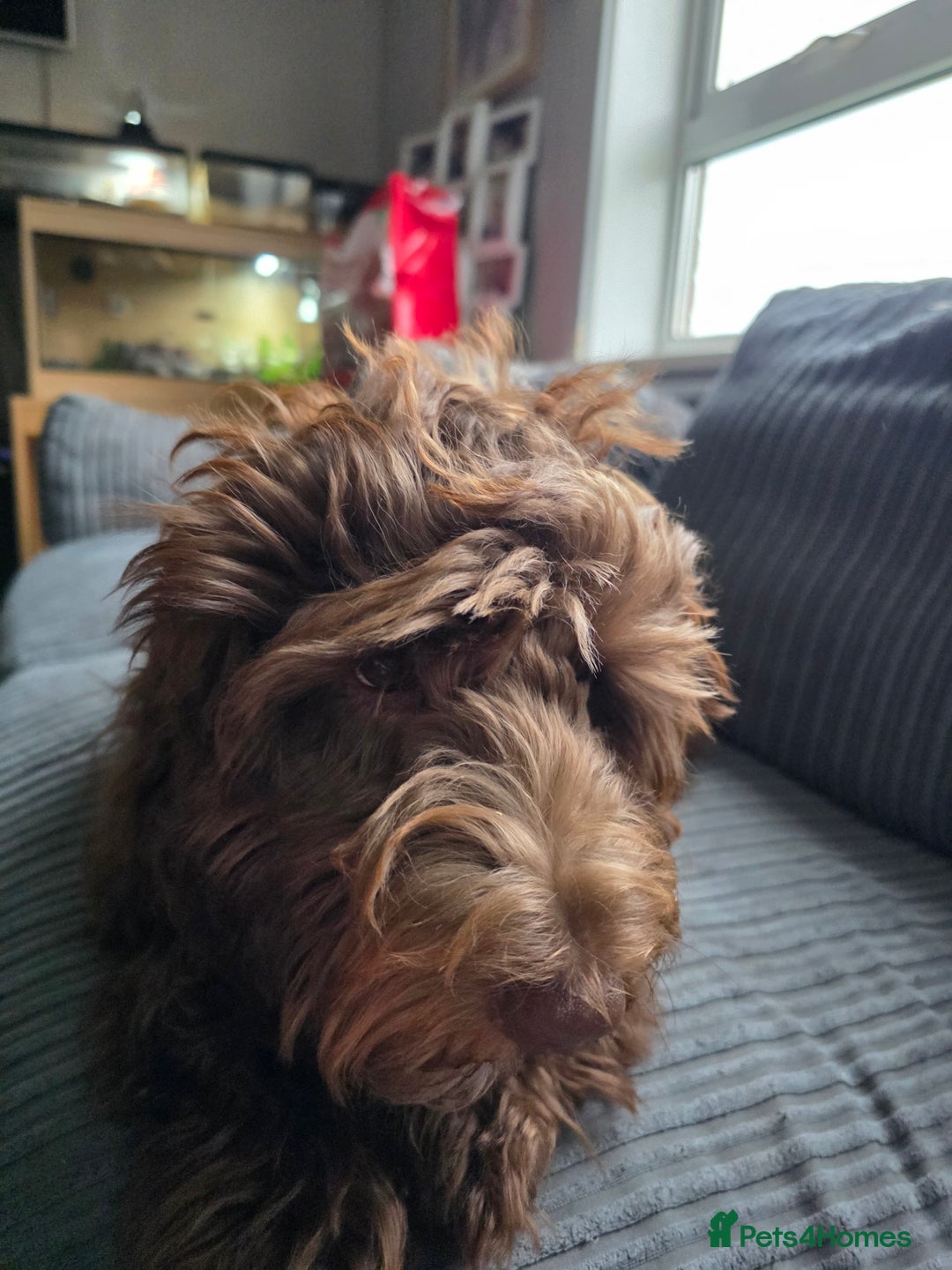 Mixed Breed dogs for sale: 6 month old Labradoodle Pup - Advert 5