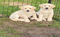 Labrador Retriever dogs for stud: Chunky Yellow Dual Type Stud - Image 4