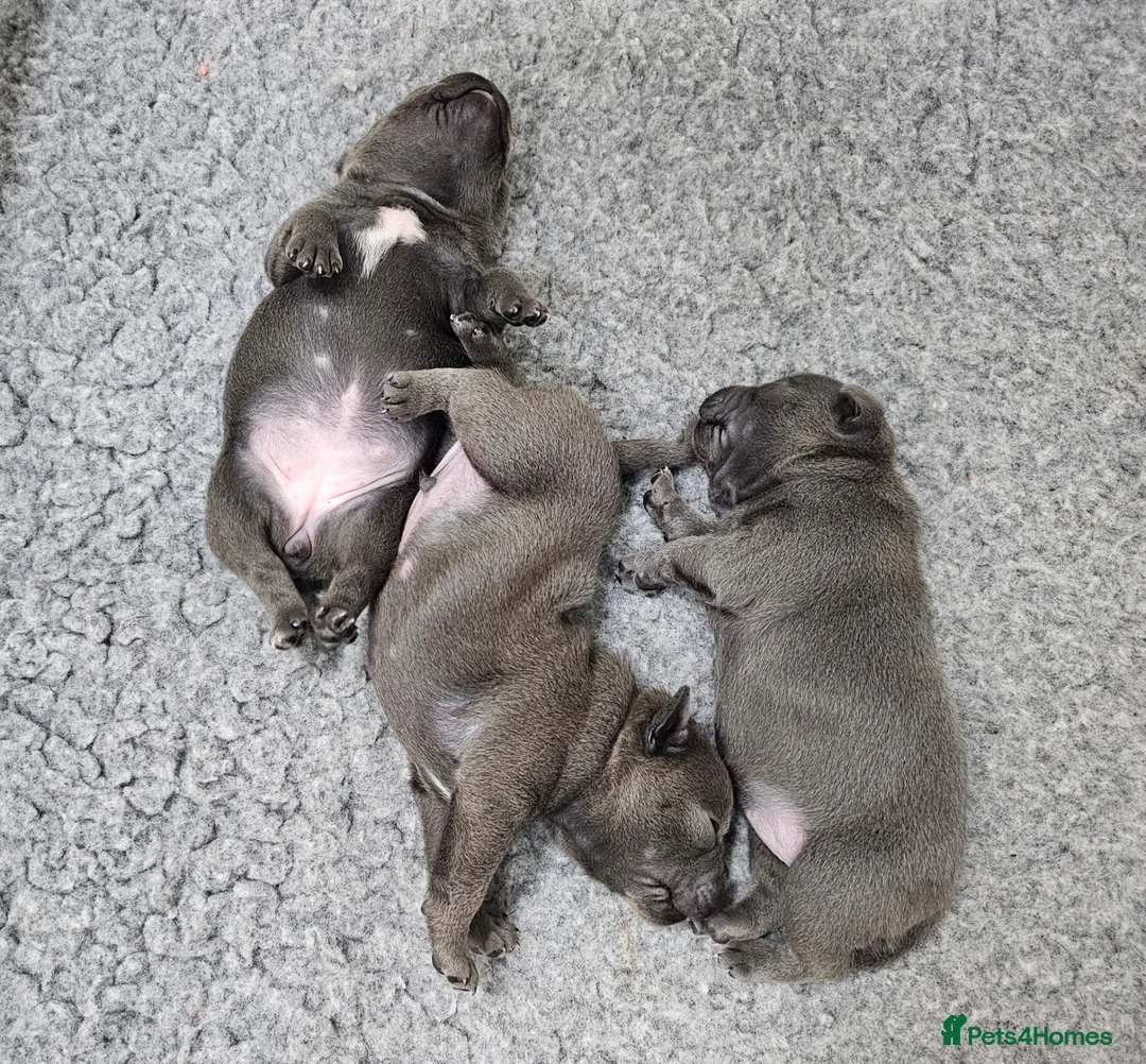 Staffordshire Bull Terrier dogs for stud: THE FAMOUS JOEY! Heavily Health-Tested Blue Stud!  - Advert 23