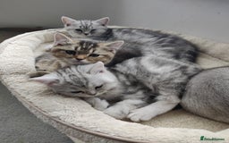 Scottish Fold cats for sale: Scottish fold kittens  - Image 2