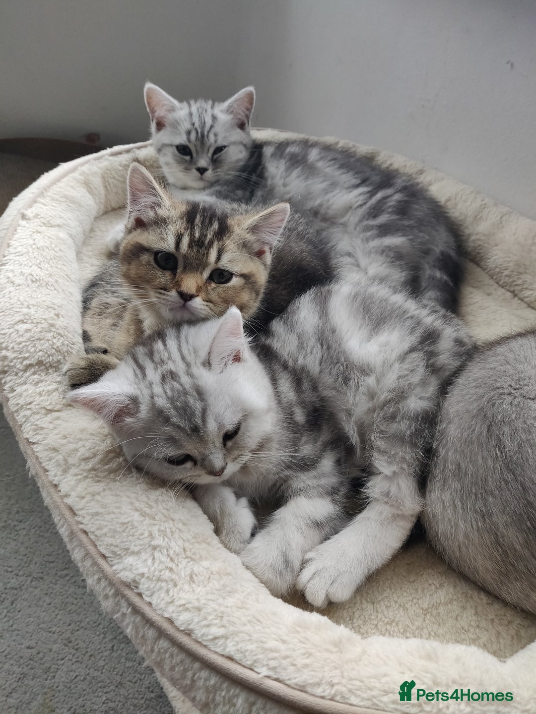Scottish Fold cats for sale: Scottish fold kittens  - Image 2