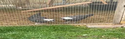 Chickens poultry for sale: Polish growers  - Advert 2