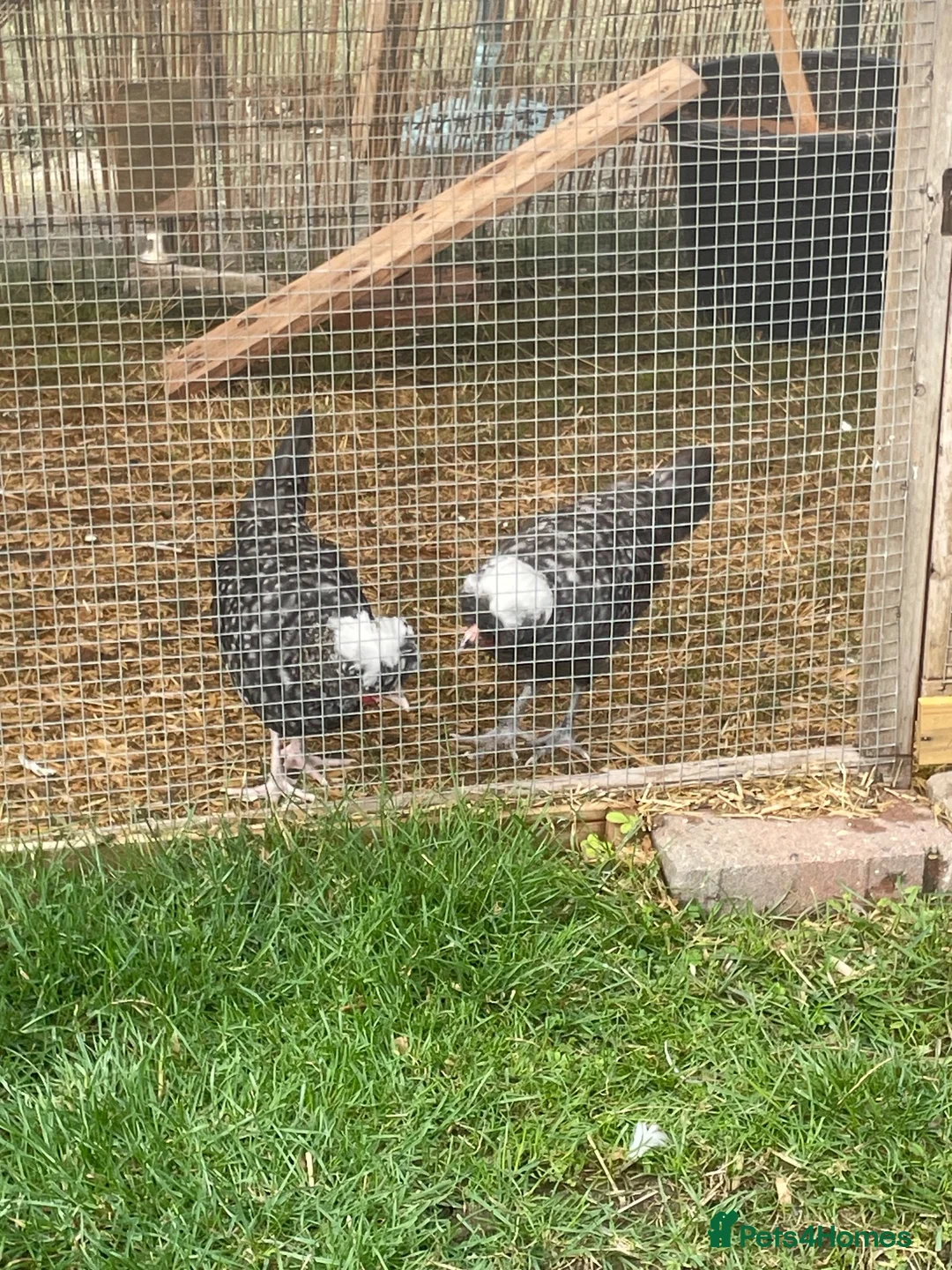Chickens poultry for sale: Polish growers  - Advert 2