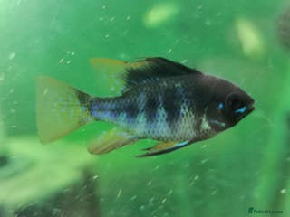 Cichlids fish Dark Knight rams/Golden 🎉 7 FOR £25 on Rams 🎉 - Advert 5