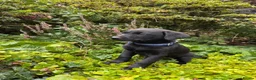Labrador Retriever dogs for sale: *Just one male Labrador puppy left* - Advert 9