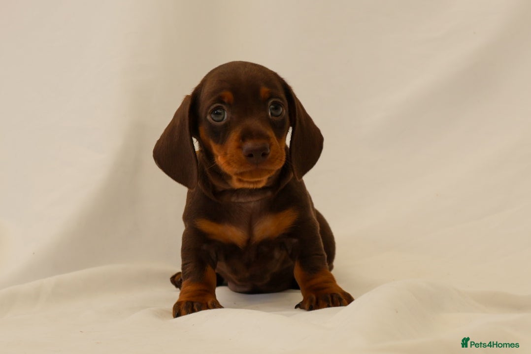Miniature Dachshund dogs KC HEALTH TESTED MINIATURE DACHSHUNDS- LICENSED  - Advert 2