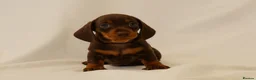 Miniature Dachshund dogs for sale: KC HEALTH TESTED MINIATURE DACHSHUNDS- LICENSED  - Advert 2